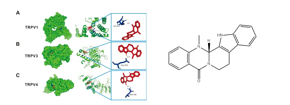 Evodiamine Powder Supplier.jpg